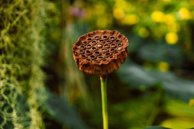 Bahçede yeşil yapraklı nilüfer tohumu tohumları var. Yüksek kalite fotoğraf