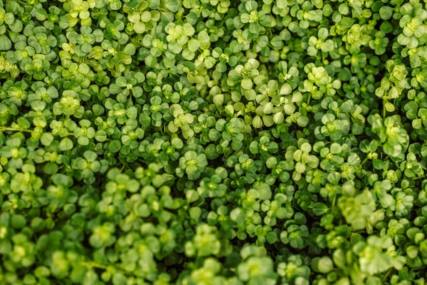 Organisch Water Pennywort Groeigras Hoge Kwaliteit Foto — Stockfoto
