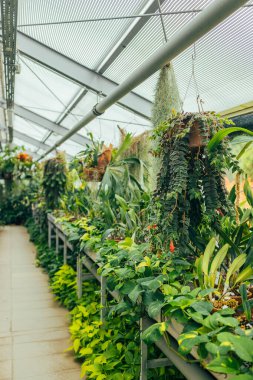 Yeşil bitkileri, egzotik palmiyeleri, güneşli bir günde güzel bir ışıkla eğreltiotu olan tropik sera cam evi. Botanik bahçesinde çeşitli palmiyeler. Krakow, Polonya