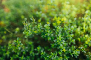 Kekik ya da timus vulgaris. Küçük aromatik yapraklı uzun ömürlü bitki. Bahçede büyüyen taze yeşil kekiğin makro görüntüsü, seçici odaklanma.