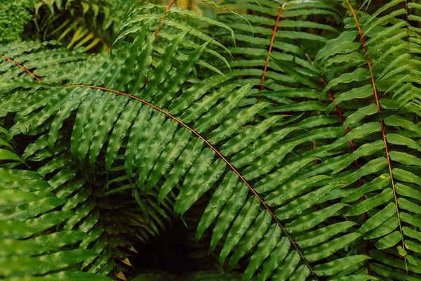 シダは緑とマクロの葉を残します 高品質の写真 — ストック写真