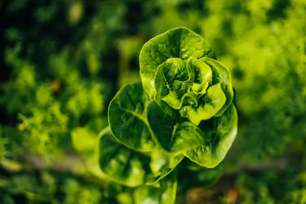Holländischer Bio Hausgarten Voller Salat Beliebter Und Gesunder Grüner Blattpflanze — Stockfoto
