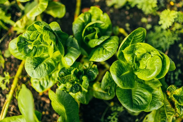 レタス 人気と健康的な緑豊かな緑の植物でいっぱいのオランダの有機家庭の庭 高品質の写真 — ストック写真