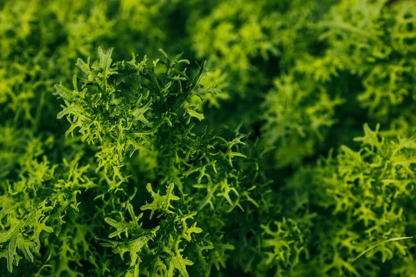 stock image Mature lettuce plants on an elevated garden bed, ready for harvesting. organic large green lettuce in daylight. Selective focus with unfocused. High quality photo