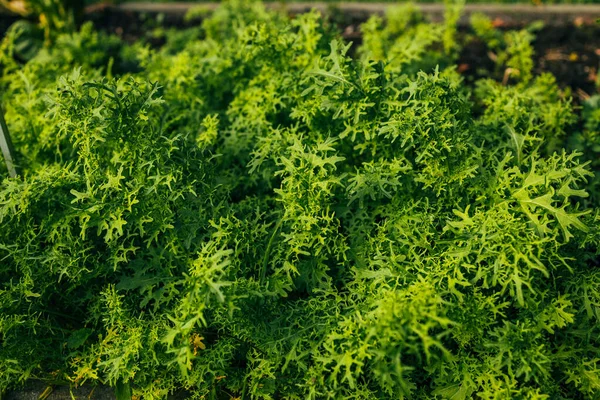 Zralé Hlávkové Rostliny Vyvýšeném Záhonu Připravené Sklizni Organický Velký Zelený — Stock fotografie