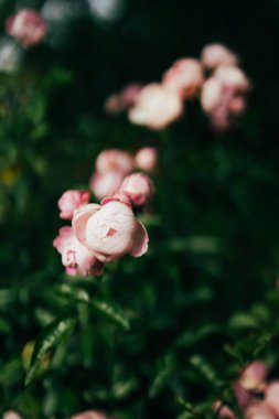 Gül çiçeği gül bahçesinde bulanık gül arka planında çiçek açar. Yüksek kalite fotoğraf