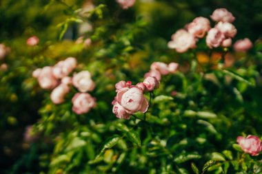 Gül çiçeği gül bahçesinde bulanık gül arka planında çiçek açar. Yüksek kalite fotoğraf