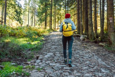 Beyaz, genç, güzel bir bayan sırt çantalı ormanda tek başına seyahat ediyor. Çekici kız gezgin, tatil boyunca doğa ormanında mutluluk ve eğlenceyle dolaşırken etrafına bakar ve keşfederdi.