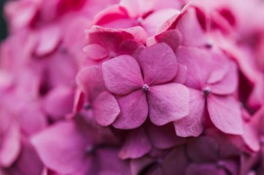 Açık pembe pastel renklerde narin doğal çiçek arkaplanı. Ortanca çiçekleri doğada yumuşak odaklı yakın plan. Yüksek kalite fotoğraf