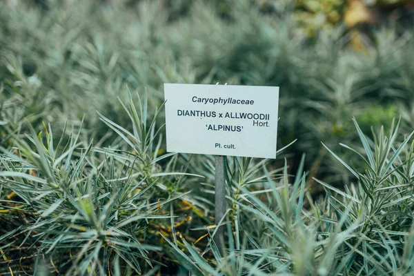 Čerstvý Dianthus Alpský Květ Zasazený Kamenité Zahradě Skalní Zahrada Blízko — Stock fotografie