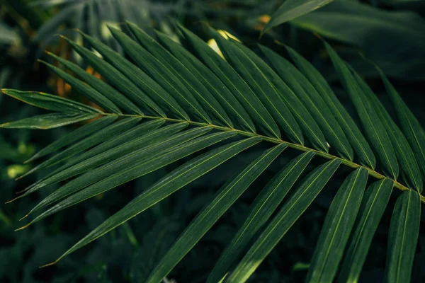 Follaje Palma Selva Tropical Color Verde Oscuro Tonificado Foto Alta — Foto de Stock
