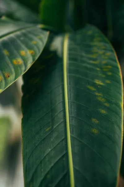 Zelené Listy Rostliny Monstera Rostoucí Volné Přírodě Rostlina Tropického Lesa — Stock fotografie
