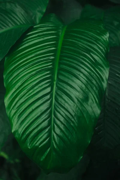 Tropické Banánové Listy Textury Velké Palmové Listy Příroda Tmavě Zelené — Stock fotografie