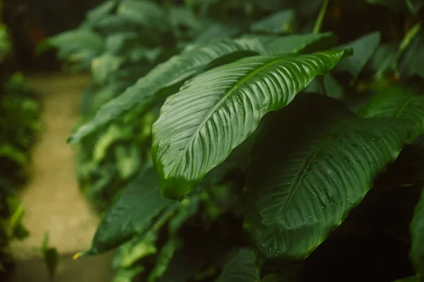 Tropické Banánové Listy Textury Zahradě Abstraktní Zelené Listy Velké Palmové — Stock fotografie