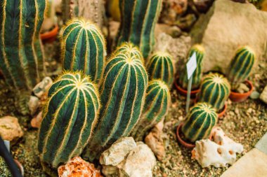 Bir seradaki kaktüs manzarası, Polonya 'nın Krakow kentindeki eski tropik bir serada uygun hava koşullarında yetiştirilir.