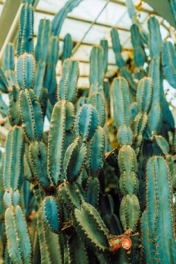 Tencerelerde büyük, uzun bir kaktüs. Ev dekorasyonu için komik bir kaktüs. Uzun iğneli yumuşacık bir kaktüs. Güzel bir iç nesne. Taşlar arasında kaktüs. Çiçek saksısında kaktüs. Yüksek kalite fotoğraf