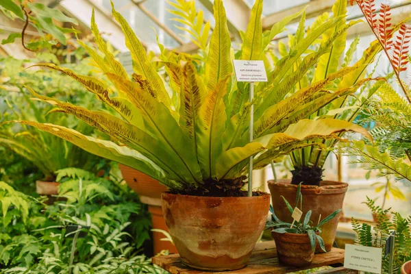 Tropický Skleník Věčně Zelenými Rostlinami Exotickými Palmami Kapradinami Slunečného Dne — Stock fotografie