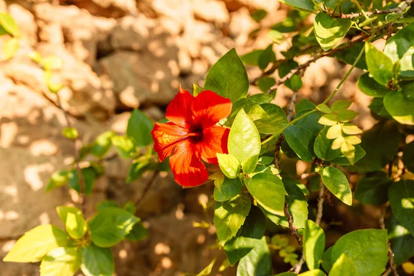 stock image Red hibiscus flower on a green background. In the tropical garden. High quality photo