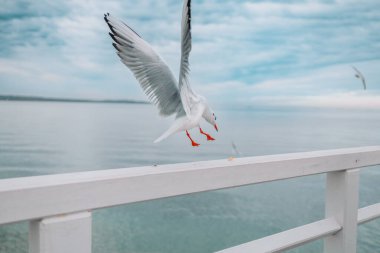 Martı tırabzanda bir parça ekmek kapar, deniz kıyısında martı sürüsü, martının yakın fotoğrafı, uçmakta olan martı sürüsü. Yüksek kalite fotoğraf
