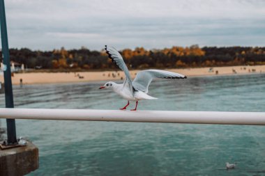 Martı tırabzanda bir parça ekmek kapar, deniz kıyısında martı sürüsü, martının yakın fotoğrafı, uçmakta olan martı sürüsü. Yüksek kalite fotoğraf