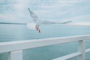 Deniz kıyısına karşı martı portresi. Sahilde oturan beyaz kuş martısının yakın görüntüsü. Doğal mavi arka planı olan vahşi bir martı. Yüksek kalite fotoğraf