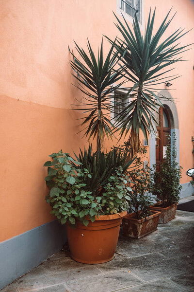 Pot plants garden in front of shabby townhouse facade, city landscape. Architecture details and gardening. Pisa,Italy. High quality photo