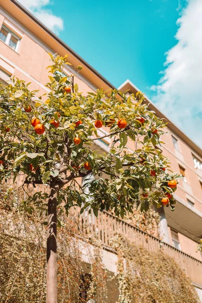 stock image Orange tree in Pisa historical centre. Cozy old street of Italy. Oranges grow on a tree outside. High quality photo