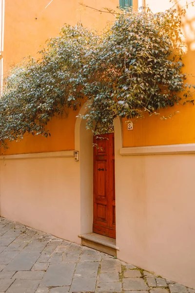 Old Beautiful Wooden Door Pisa Italy Green Wicker Plant Adorns — Stock Photo, Image