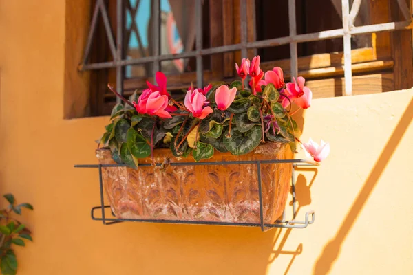 春の花のある古い長い粘土鍋は 晴れた夏の日に錬鉄製の棒で古いイタリアの窓を飾ります 高品質の写真 — ストック写真