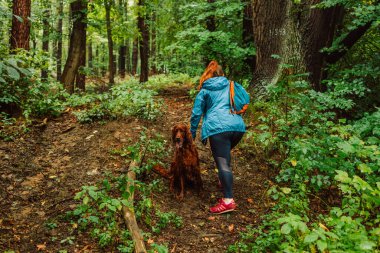 Genç ve güzel bir kadın İrlandalı bir köpekle koşar tasmasını çeker ve renkli bahar ormanlarında güler..