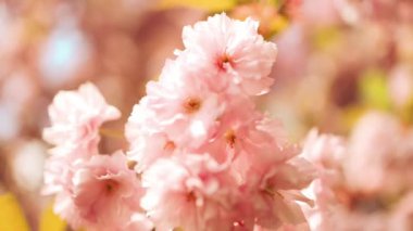 Bahar çiçekleri. Bahar arka planı. Yüksek kaliteli FullHD görüntüler