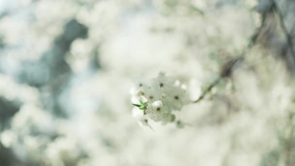 Körsbärsblomma Sakura Blomma Blommande Körsbärsträd Full Blom Blå Himmel Bakgrund — Stockvideo