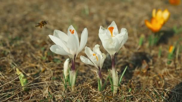 Kwitnienie Krokusów Niebiesko Białe Kwiaty Słonecznej Łące Wiosną Pszczoły Zbierają — Wideo stockowe