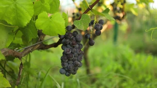 Close Branch Ripe Grapes Stock Footage Wine Commercial Grapes Vineyard — Stock Video