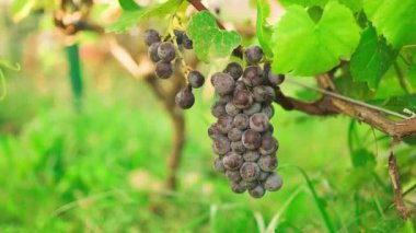 Olgun üzümlerden oluşan bir dalı kapat. Şarap reklamı için tock görüntüleri. Üzüm bağları gün batımı. İtalya 'da şarap üzümleri hasat edilir. Organik biyolojik yiyecekler.. 