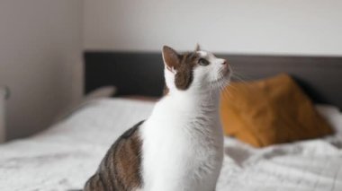 Çizgili şirin gri kedi neşeli bir şekilde evde, yatakta bitki oyuncağıyla oynuyor. Komik kedi yavrusu eğleniyor, avlanıyor.