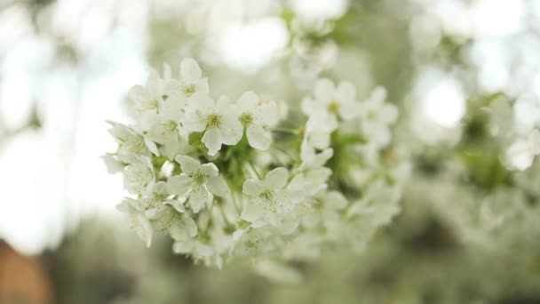 Jarní Kvetoucí Třešeň Bílé Květy Zblízka Selektivní Soustředění Mělká Hloubka — Stock video