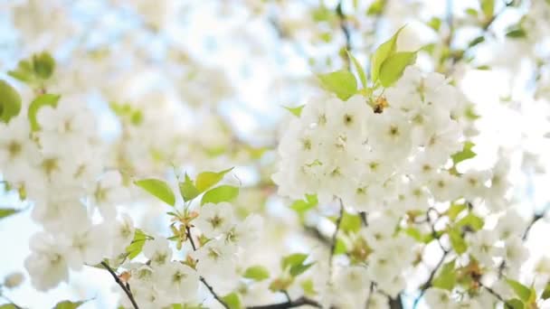 Spring Flowering Cherry White Flowers Close Selective Focus Shallow Depth — Stock Video