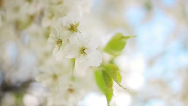Весенняя Цветущая Вишня Белые Цветы Крупным Планом Селективный Фокус Мелкая — стоковое видео