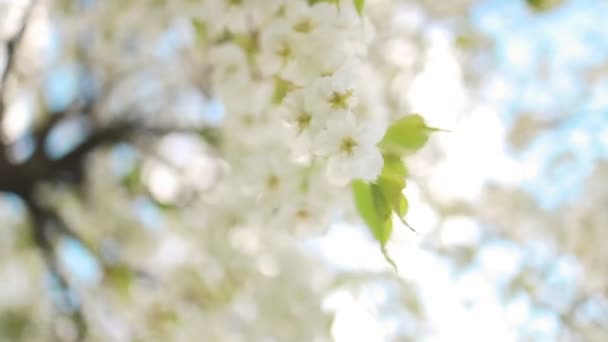 Frühjahrsblühende Kirsche Weiße Blüten Aus Nächster Nähe Selektiver Fokus Und — Stockvideo