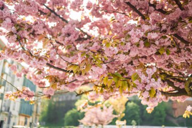 Çiçek açmış kiraz çiçekleri. Kiraz ağacının dalında küçük kümeler halinde kiraz çiçekleri, beyaza dönüşüyor. Yüzeyin derinliği. Ortadaki çiçek kümesine odaklan.