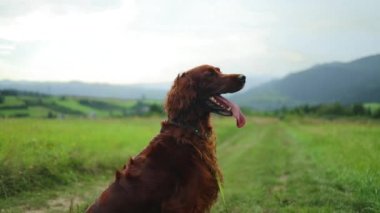 Büyük mutlu kırmızı İrlandalı Setter köpeği, komik dili dışarıda çimlerin üzerinde oturur ve arka plandaki yüksek dağlara bakar. Polonya Tatry 'de sonsuz bir dağ ve orman manzarası. Yüksek