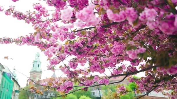 Όμορφα Ροζ Λουλούδια Σακούρα Ενάντια Στον Ανοιξιάτικο Γαλάζιο Ουρανό Όμορφη — Αρχείο Βίντεο