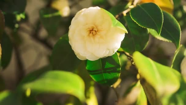 Abstrakte Frühling Saisonalen Hintergrund Mit Weißen Blumen Natürliche Ostern Florale — Stockvideo