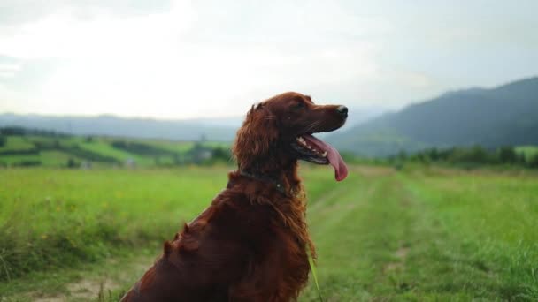 Stor Glad Röd Irländska Setter Hund Sitter Gräset Med Sin — Stockvideo