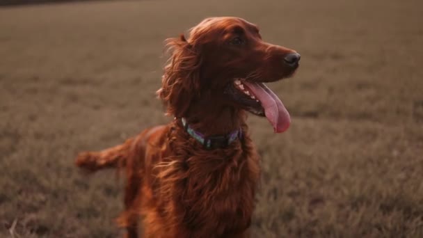 森の中を歩く舌を持った幸せなアイルランド人のセッターペットの犬 オレンジ色の黄金の緑の秋のコンセプト 高品質のフルHd映像 — ストック動画