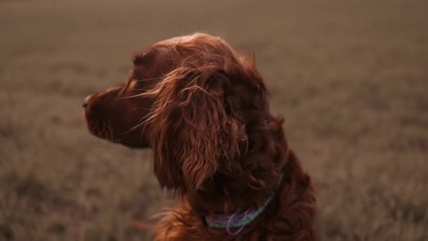 Portretul Toamnă Magnific Unui Câine Irlandez Setter Aproape Culcat Frunze — Videoclip de stoc