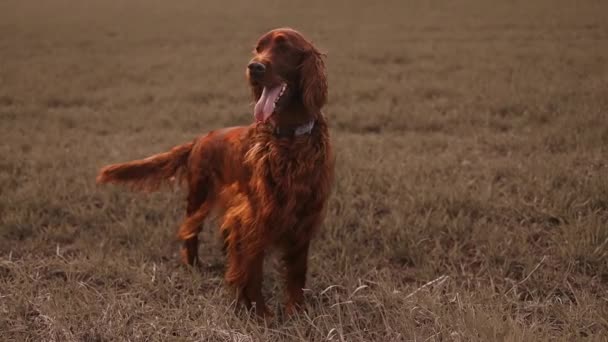 アイルランド日没の光のボケの背景に対して犬を設定します 高品質のフルHd映像 — ストック動画