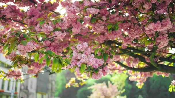 Japońskie Drzewa Wiśniowe Sakura Pełnym Kwiecie Różowe Płatki Kwiatów Słoneczny — Wideo stockowe