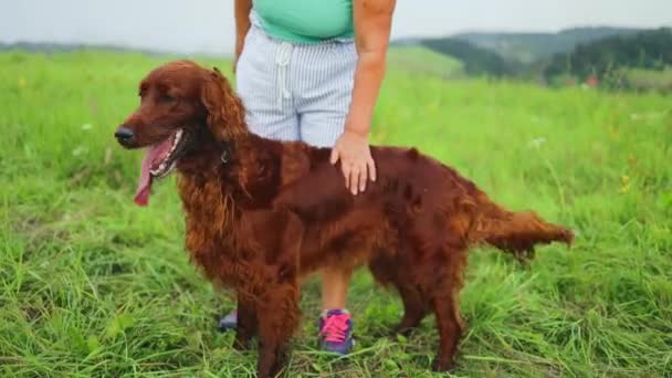 美しい景色を見て山の中でアイルランドセッター犬と女性の老婦人ハイカー 高品質のフルHd映像 — ストック動画